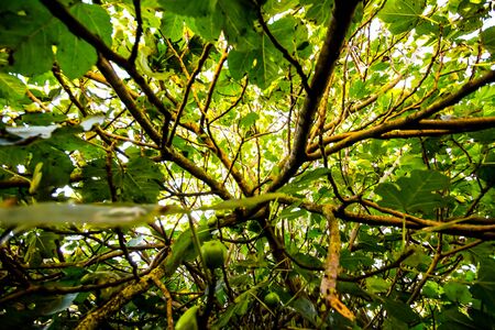 flowers and plants in the plant kingdomの写真素材