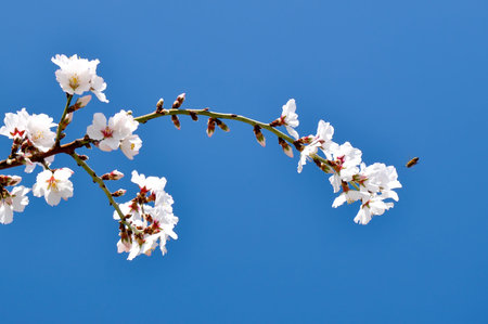 Fiore di mandorlo rosa / Almond Blossom Pink