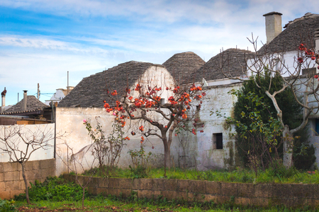 Withering orange persimmon in the garden in winter in Italy against the background of the trulli of the city of Alberobello. White trulli, blue sky, bright fruit on a tree. Winter garden in the south of Italy. City landscape with stone houses in Alberobelloの写真素材
