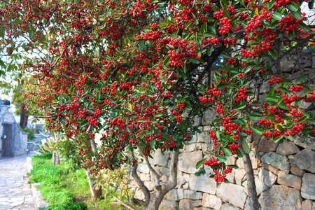 Beautiful red berries of mountain ash among the green foliage on the background of an old stone wall in the city of Alberobello. A green tree in winter in a garden in Italy.の写真素材