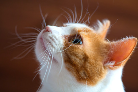 Muzzle of a red-white cat. A cat's look up. Eyes. The splayed big white mustache. Short red-white hair. Brown blur background.の写真素材