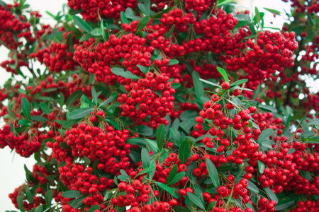 Beautiful bush of red rowan with green leaves on a light backgroundの写真素材