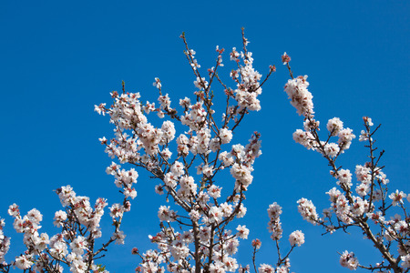 Beautiful white flowers with purple stamens on brown branches against a bright blue sky in early spring in Italy, the region of Apulia. Season changeの写真素材
