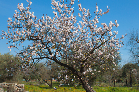 Beautiful white flowers with purple stamens on brown branches against a bright blue sky in sunny day of early spring in Italy, Apulia. Season change. Rural landscapeの写真素材