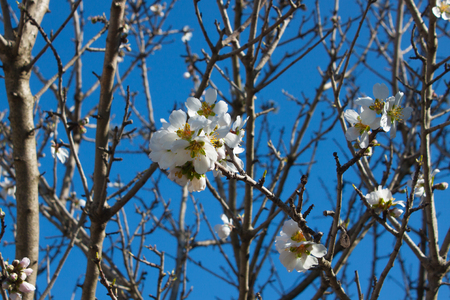 Beautiful white almond flowers with yellow stamens and a green heart on brown branches against a bright blue sky on a sunny day in italian garden. Macro.の写真素材
