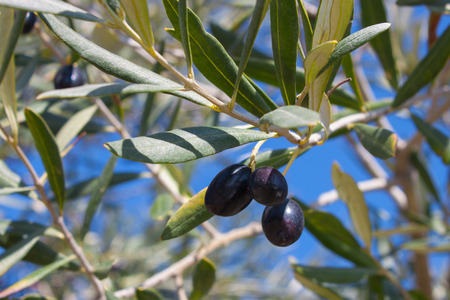 Black olives on brown tree branches with green and yellow leaves against a bright blue sky. Seasons and nature. Macro. Olive oil tree in Italy gardenの写真素材