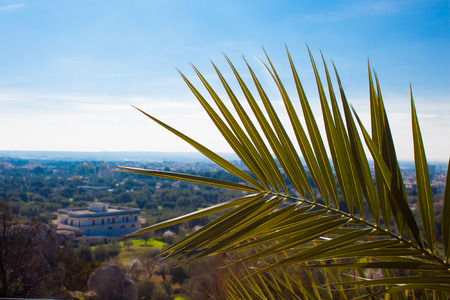 Beautiful green branch of a palm tree against a blue sky. Blurred background with Italian villa and garden. Sunny day.の写真素材