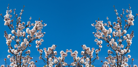 Beautiful panorama from white flowers with purple stamens on brown branches against a bright blue sky in early spring in Italy, the region of Apulia. Season change. Free space for text and photosの写真素材
