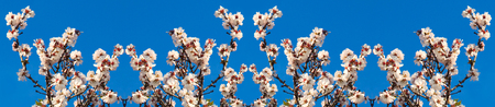 Beautiful panorama from white flowers with purple stamens on brown branches against a bright blue sky in early spring in Italy, the region of Apulia. Season change, kaleidoscopeの写真素材