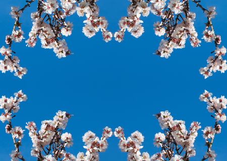Beautiful frame from white flowers with purple stamens on brown branches against a bright blue sky in early spring in Italy. Season change. Space for text and photoの写真素材