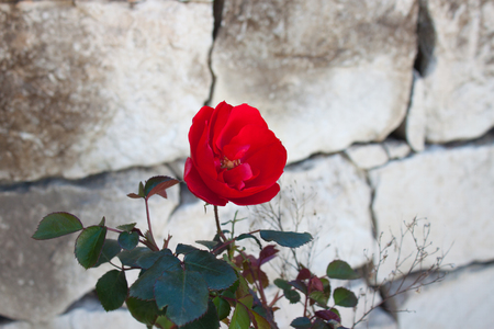 Beautiful bright red rose with green leaves against the background of a old wall of fence from asymmetrical natural stone in the garden. Close-upの写真素材
