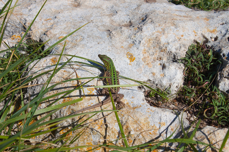 The green lizard  with long tail enjoys the sun. Creepy in the wild nature. Wild life next to manの写真素材