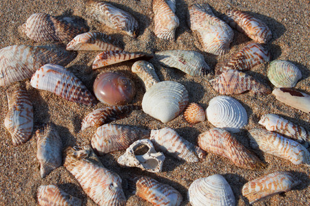 Many beautiful colored shells on wet sand. Shells, discarded by a storm on the coast of the Adriatic Sea in Italy, Salento.の写真素材