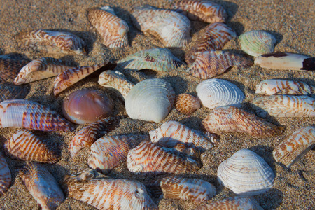 Many beautiful colored shells on wet sand. Shells, discarded by a storm on the coast of the Adriatic Sea in Italy, Salento.の写真素材