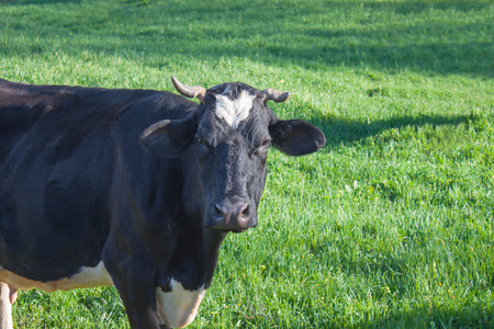 Black and white spotted cow with crooked horns and white spot among the green grass in good summer day.の写真素材