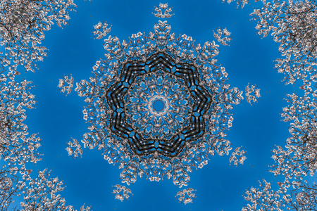 Beautiful white flowers with purple stamens on brown branches on the blue background. Abstractionの写真素材