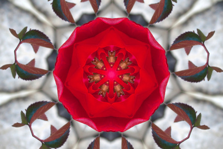 Beautiful bright red roses with green leaves against the background of a old stone wall. Abstractionの写真素材