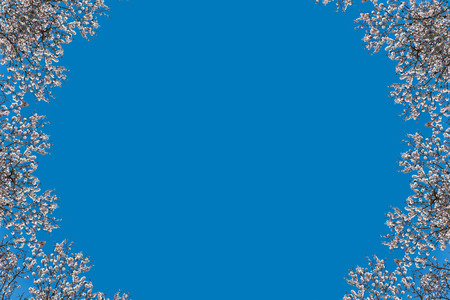 Beautiful white flowers with purple stamens on brown branches on the blue background. Abstraction. Frameの写真素材