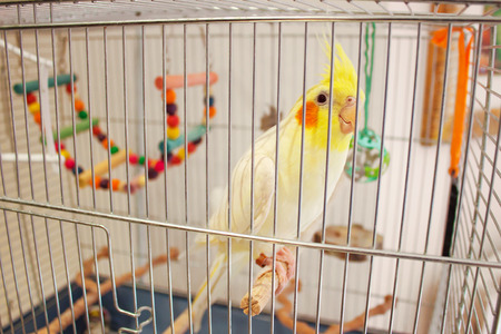 A decorative yellow talking parrot sits on a perch in a cage with toys. Orange cheeks and crest. My petの写真素材