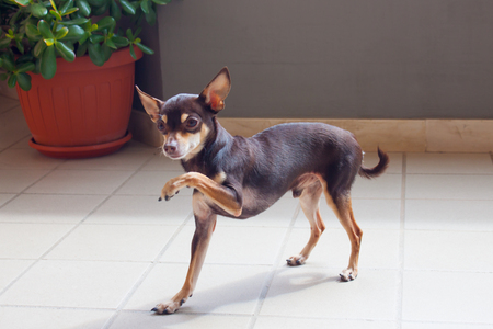 Beautiful small brown dog is in the rack under the sunlight. My petの写真素材