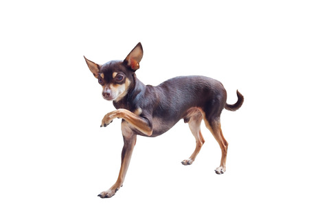 Beautiful small brown dog is in the rack under the sunlight. Isolated on white backgroundの写真素材