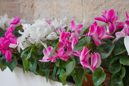 Beautiful colored flowers with green leaves in a vase against the background of a wall of natural stoneの写真素材