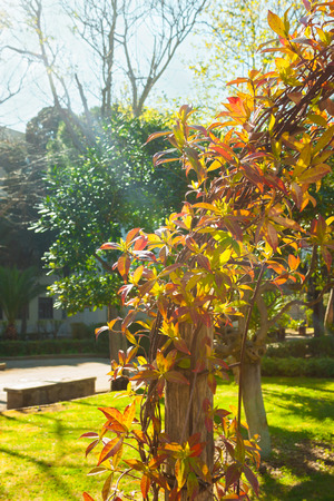 Beautiful green, yellow, orange and red leaves in the park, outdoorsの写真素材