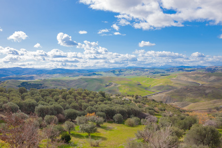 The green olive grove in the region of Basilicata, Italy, against a blue sky with white cloudsの写真素材