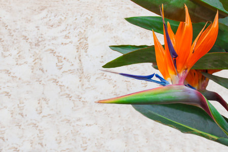 Bright South African exotic flower strelitzia royal (or bird of paradise) against the background of green leaves and walls of natural stone. Free space for textの写真素材