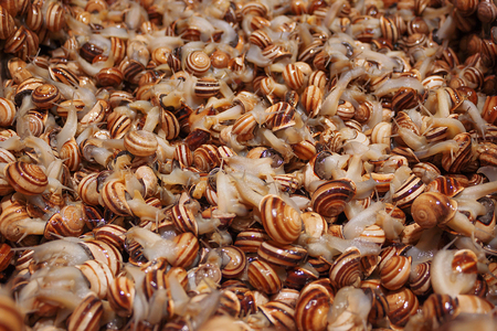 Many live crawling snails for cooking on the market in Spainの写真素材