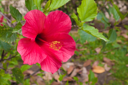 Beautiful big red flower Chinese rose against background of green leavesの写真素材