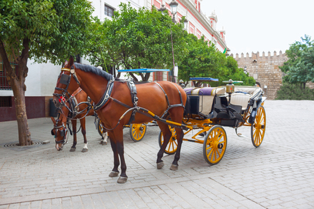 Beautiful brown horse with black mane in harness for skiing tourists in Seville, Spainの写真素材