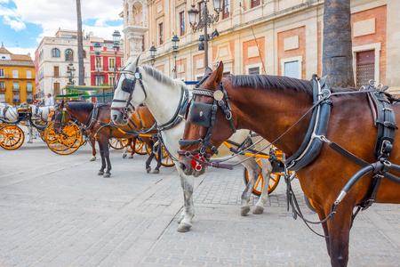 Beautiful brown and white horses with manes in harness for skiing tourists in Seville, Spainの写真素材
