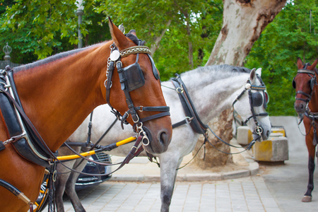 Beautiful brown and white horses with manes in harness for skiing tourists in Seville, Spainの写真素材