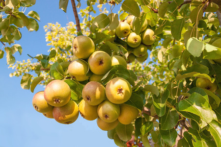 Fresh ripe pears on branch with green leaves. Crop of pears in italian garden on blue sky backgroundの写真素材