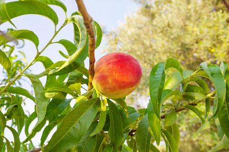 Beautiful fresh ripe peach with green leaves on branch of tree. Crop of peach in summer italian gardenの写真素材