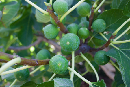 Green figs on the branches of a tree with green leaves in Italy, Salentoの写真素材