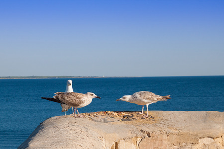 Two hungry chicks of a large silver gull fight for food against the background of the sea. Mother of the gull calmly watches the situation. Italy, Salentoの写真素材