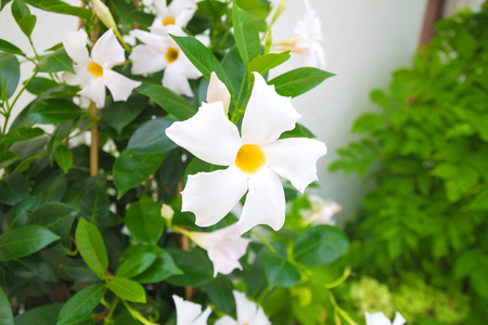 Beautiful summer flowers in Mediterranean garden. White petals with a yellow core among green foliage. Nature outdoor, close upの写真素材