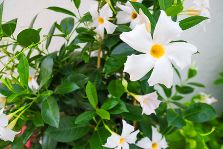 Beautiful summer flowers in Mediterranean garden. White petals with a yellow core among green foliage. Nature outdoor, close upの写真素材