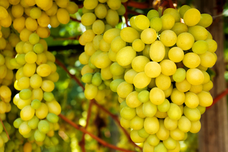 Beautiful yellow ripe grapes on the vine in a vineyard against of bunches of grapes, green leaves, wood and sunlight. Harvest of autumn fruits in a garden in Italy. Close-upの写真素材