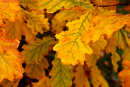 Beautiful colorful bright autumn oak leaves on sunny day in forestの写真素材