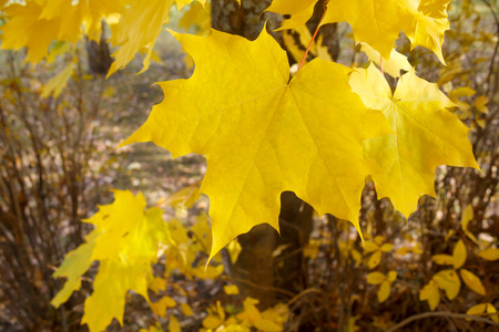 Beautiful colorful  bright autumn maple leaves and dry grass on sunny day in forestの写真素材