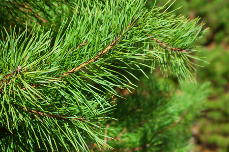 Green christmas tree background, close-up, copy spaceの写真素材