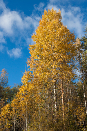 Beautiful tree with yellow leaves in forest on autumn sunny day in background of blue sky and white cloudsの写真素材