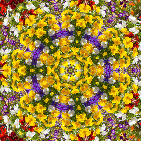 Beautiful colorful flowers in summer day. Floral background from viola tricolor with green leaves.  Kaleidoscope, color pattern, backgroundの写真素材