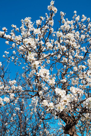 beautiful white almond flowers on almond tree branch in spring Italian garden, Puglia. First green foliage after winter in orchard. Farming and gardening, growing nuts against blue sky in sunny dayの写真素材