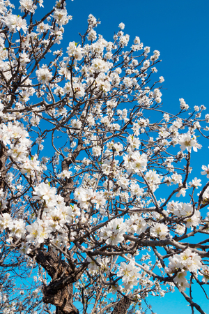 Flowering almond tree in spring garden. White flowers isolated against blue sky at sunny day, change of seasons, harvest of almond nuts. Gardening in Italyの写真素材