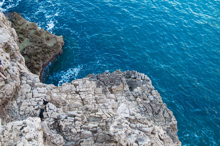 Blue sea with ribbed textured waves,  black dog stands on rocky shore, top view.  Mediterranean Sea in Italy, copy spaceの写真素材