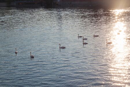 White swans on lake at sunset on dark blue water of lake with glowing reflected rays of the sun, copy-spaceの写真素材